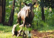 wood nature field animal